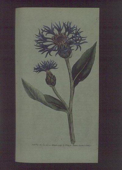 Kornblume (Centaurea montana), Tafel 77 aus William Curtis