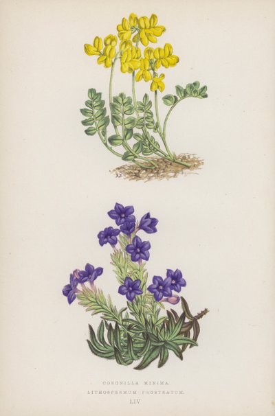 Kronwicke; Steinsame (Farblithografie) von English School