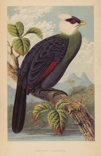 Corythaix Leucolopha von English School
