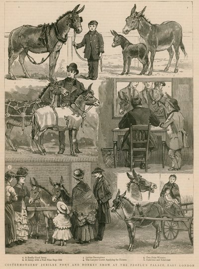 Costermongers Jubilee Pony- und Eselshow im Peoples Palace, East London von English School