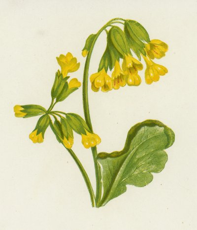 Schlüsselblume, Primula Veris von English School