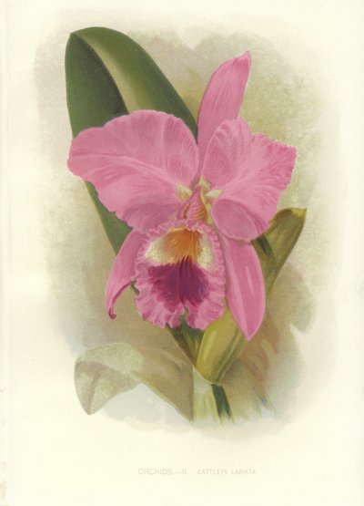 Purpurrote Cattleya von English School
