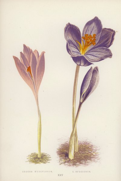 Herbst-Krokus; Pracht-Krokus (Farblithografie) von English School