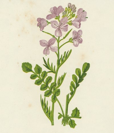 Kuckucksblume, Cardamine Pratensis von English School
