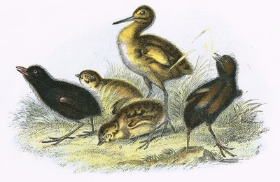 Brachvogel, Landralle, Rebhuhn und Teichhuhn (im Uhrzeigersinn) von English School