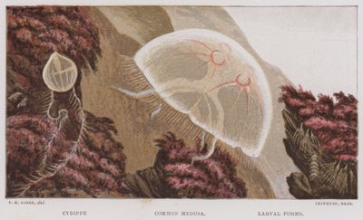 Cydippe, Gemeine Medusa, Larvenformen von English School