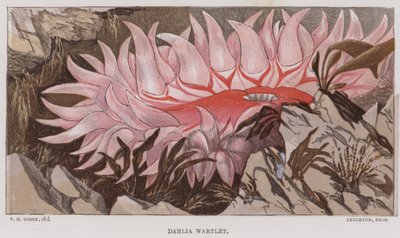 Dahlien-Warze von English School
