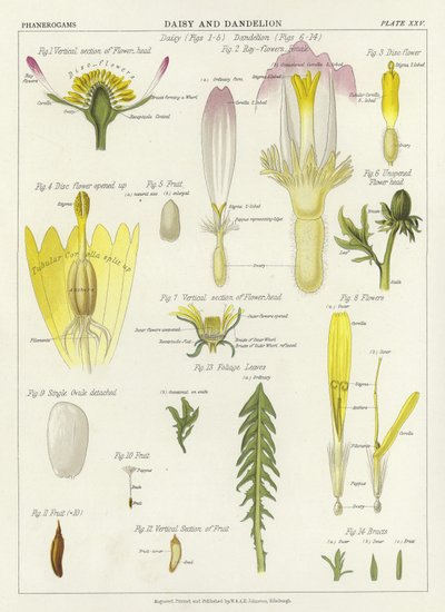 Gänseblümchen und Löwenzahn von English School