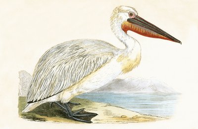 Dalmatinischer Pelikan, Illustration aus 