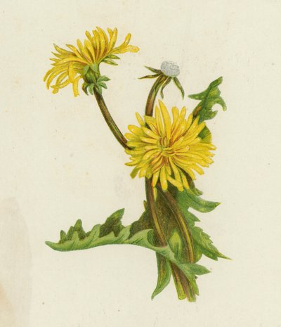 Löwenzahn, Leontodon Taraxacum von English School