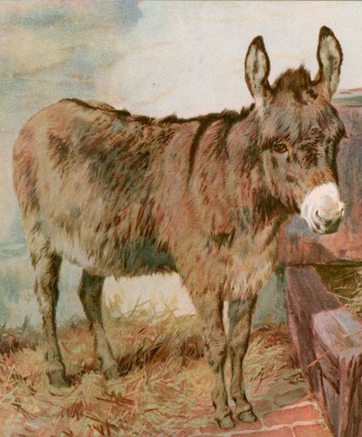 Lieber alter Neddy von English School