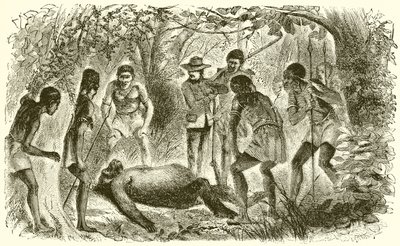 Tod von Du Chaillus erstem Gorilla von English School