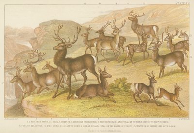 Hirsche (farbige Gravur) von English School