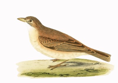 Wüstenlerche, Illustration aus 