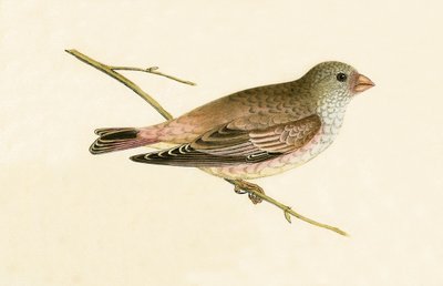 Wüstentrompeter-Gimpel, Illustration aus 