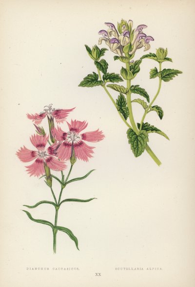 Dianthus Caucasicus; Scutellaria Alpina von English School