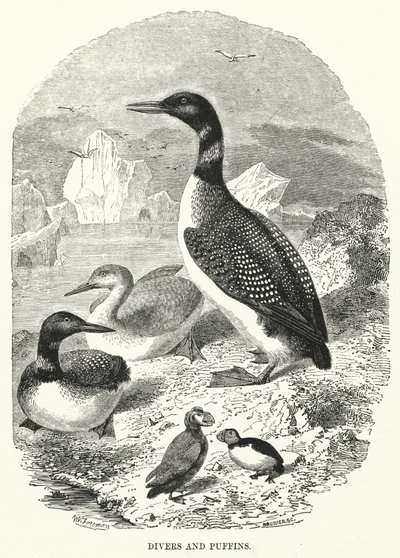 Taucher und Papageientaucher (Gravur) von English School