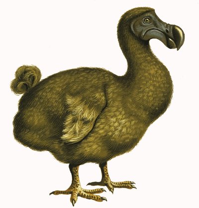 Dodo von English School