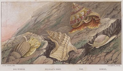Hundewhelk, Pelikanfuß, Top, Kaurischnecke von English School