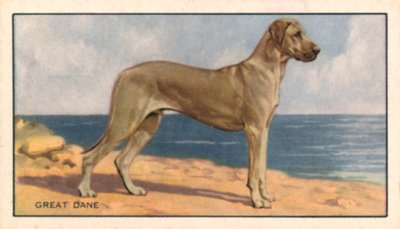 Hunde: Deutsche Dogge von English School