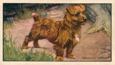 Hunde: Norwich Terrier von English School