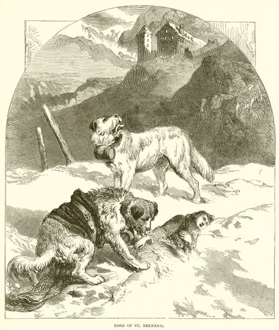 Hunde des Heiligen Bernhard von English School
