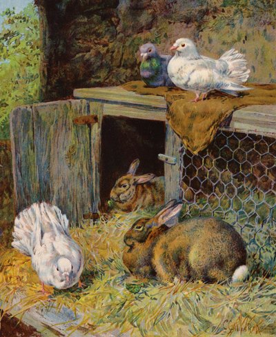 Tauben und Kaninchen in einem Stall (Farblithografie) von English School