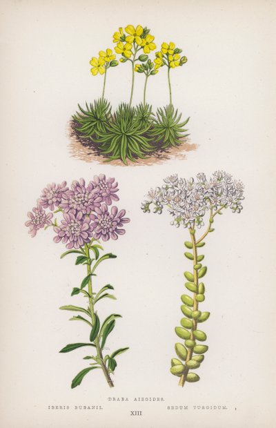 Draba Aizoides; Iberis Bubanii; Sedum Turgidum von English School