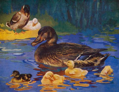 Enten und Küken (Farblithografie) von English School