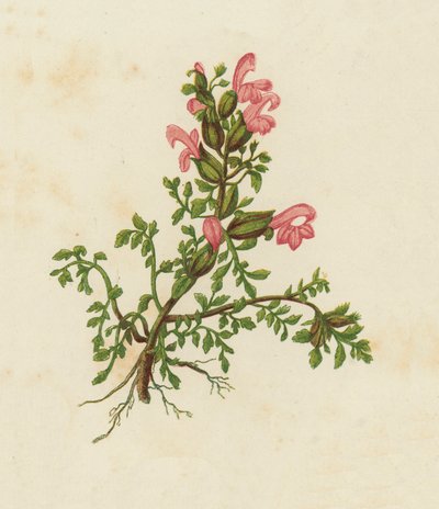 Kleine Sommerwurz, Pedicularis Sylvatica von English School