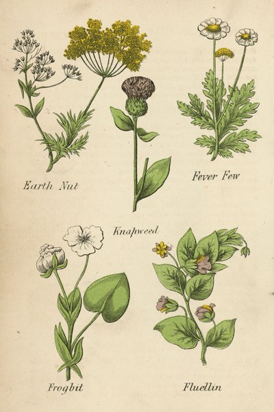 Erdnuss, Fieberkraut, Flockenblume, Froschbiss, Fluellin von English School
