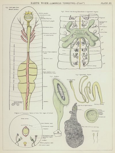 Regenwurm, Lumbricus Terrestris von English School