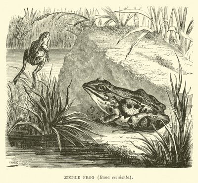 Essbarer Frosch, Rana esculenta von English School