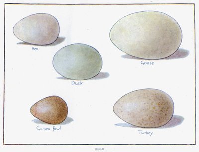 Eier von English School