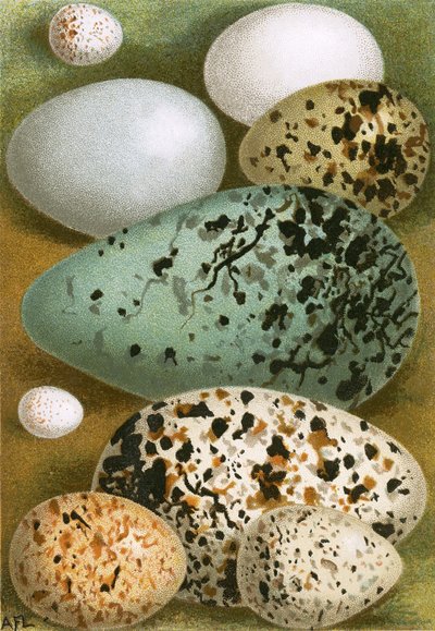 Eier von English School