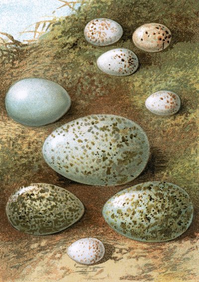 Eier von English School
