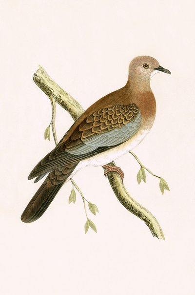 Ägyptische Turteltaube, Illustration aus 