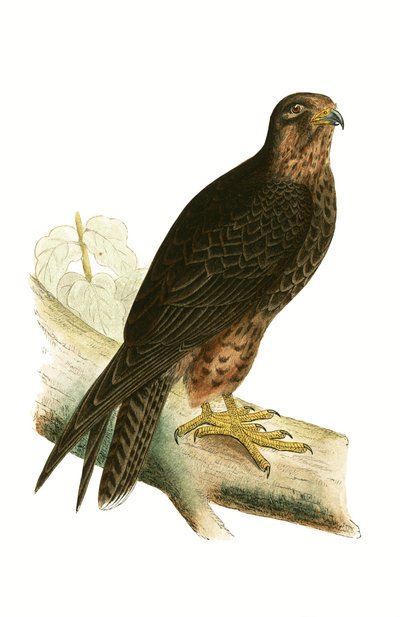 Eleonora-Falke, Illustration aus 