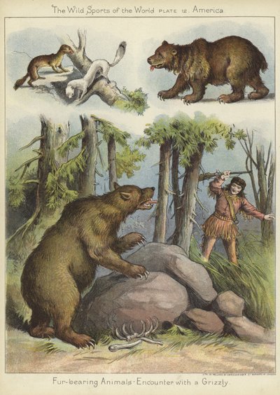 Begegnung mit einem Grizzly von English School