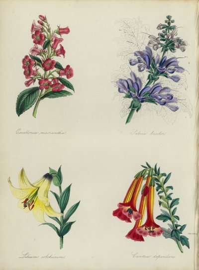 Englischer Blumengarten: Escallonia macrantha, Salvia bicolar, Lilium colchicum, Cantua dependens von English School