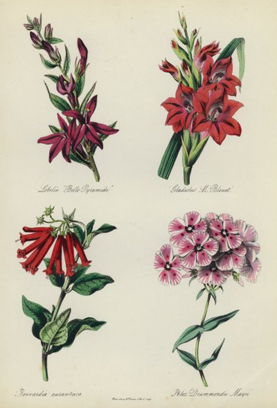 Englischer Blumengarten: Lobelia 