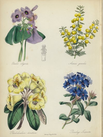 Englischer Blumengarten: Oxalis elegans, Acacia grandis, Rhododendron lanatum, Plumbago Larpentae von English School