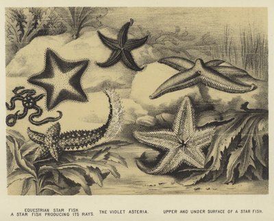 Reitender Seestern, ein Seestern, der seine Strahlen produziert, die violette Asteria, obere und untere Oberfläche eines Seesterns von English School