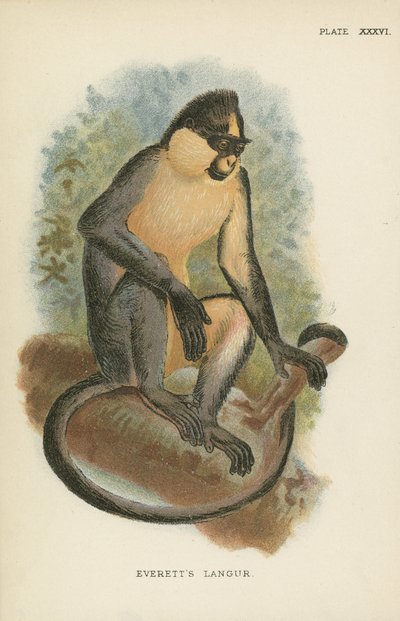 Everetts Langur von English School