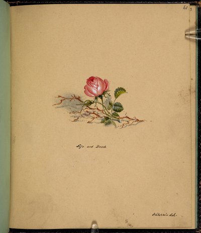 Eine Rose, Leben und Tod, aus einem 