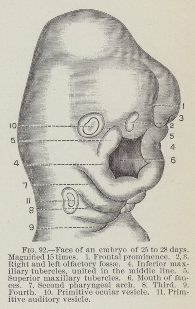 Gesicht eines Embryos von 25 bis 28 Tagen, 15-fach vergrößert von English School