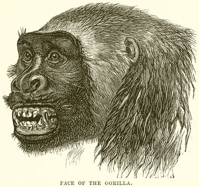 Gesicht des Gorillas von English School