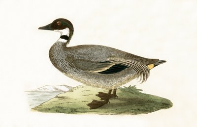 Falkenente, Illustration aus 