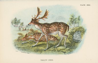 Damwild von English School