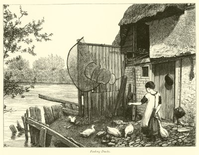 Enten Füttern von English School